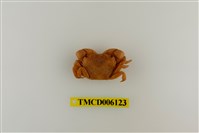 藏品(平背蜞)的圖片